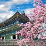 cherry blossom seoul