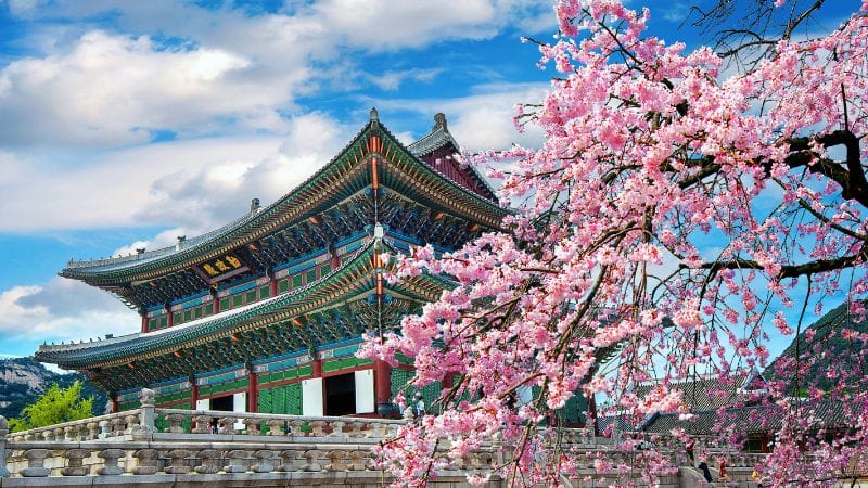 cherry blossom seoul